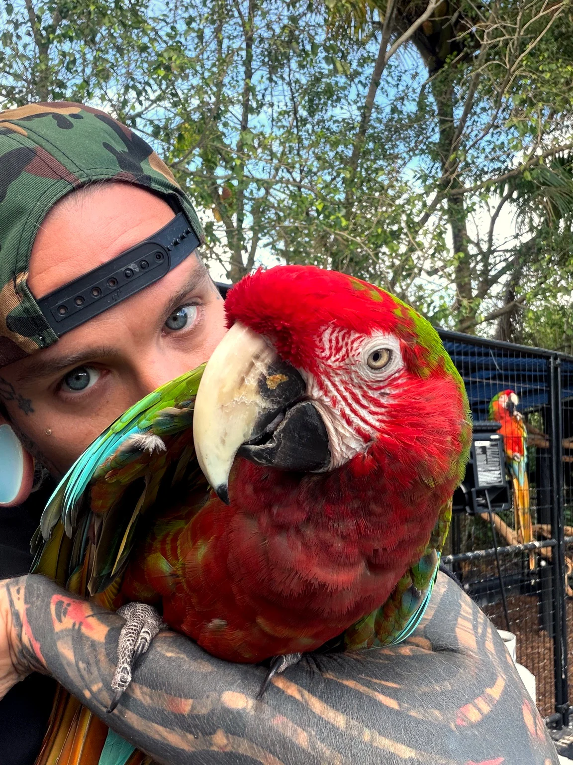 A rescued macaw at Ryder's Ranch